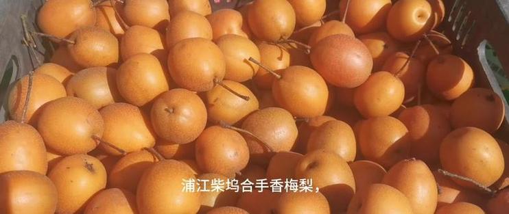 浦江柴坞合手香梅梨教程#新鲜应季水果 #梅梨 #浦江梅梨#优质农产品