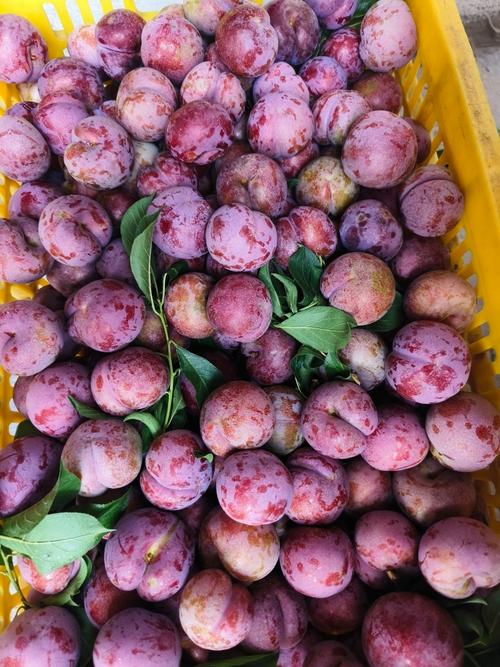 三华李当季新鲜水果红肉脆李,专业对接精品果,电商果工厂果